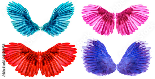 wings isolated on whitebacground photo