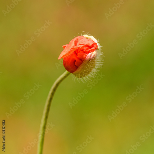 opening bud of red field poppy flower  Papaver rhoeas 