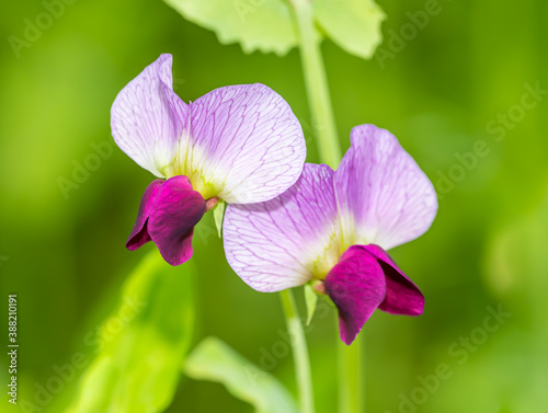 purple field pea flowers (pisum sativum)