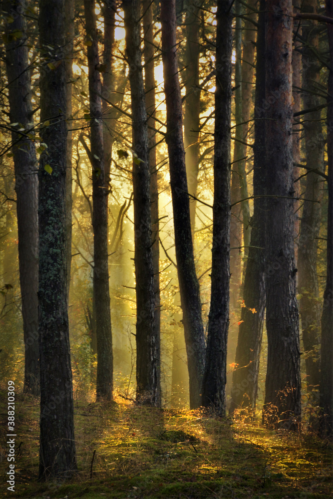 Fototapeta premium sunrays 6