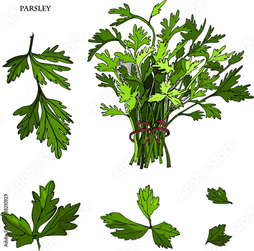 Parsley sketch colorful illustration.Detailed hand drawn sketch.Kitchen herbal spice and food ingredient. Culinary herb and garnishing food.