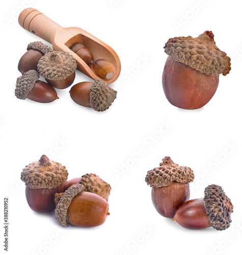 acorns on a white background ,close up