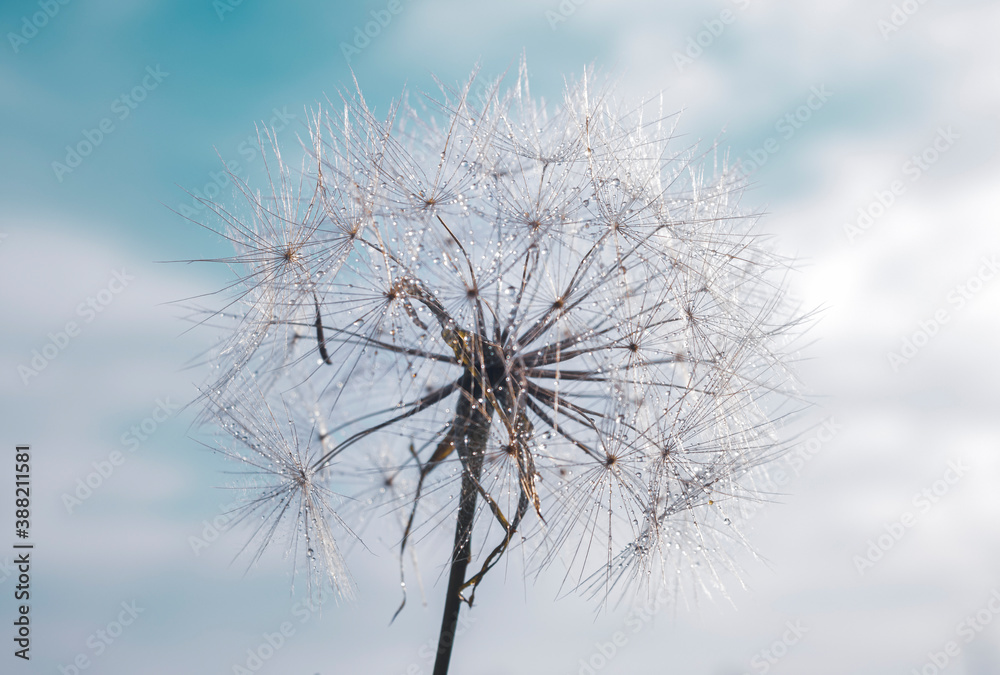 Fototapeta premium Dandelion flower in the blue cloudy sky.
