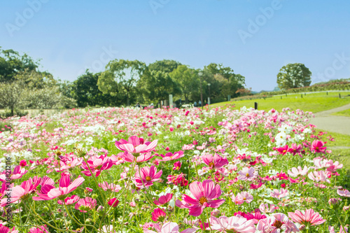Fototapeta Naklejka Na Ścianę i Meble -  秋の青空とピンクのコスモスの花畑