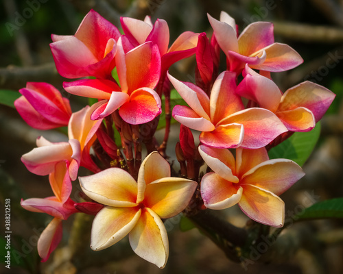 Closeup view of bright orange pink plumeria or frangipani cluster of flowers on natural background