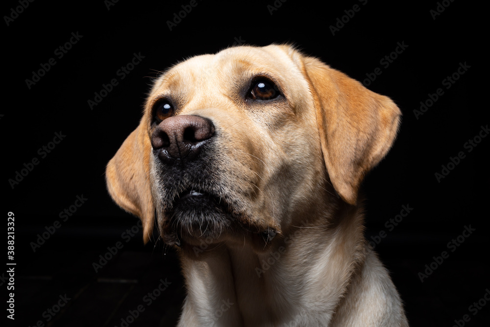 Portrait of a Labrador Retriever dog on an isolated black background. Portrait of a Labrador Retriever dog on an isolated black background.