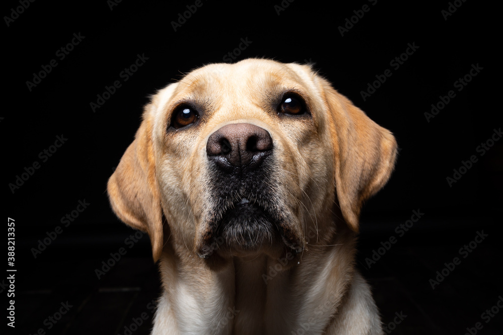 Portrait of a Labrador Retriever dog on an isolated black background. Portrait of a Labrador Retriever dog on an isolated black background.