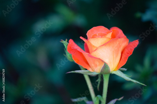 Wallpaper Mural Rose of bright orange color close-up in the garden. Torontodigital.ca