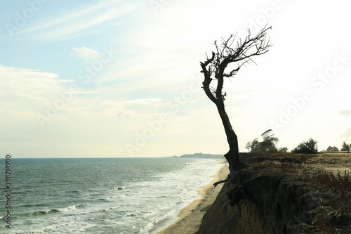 Slope with lonely tree on sea beach