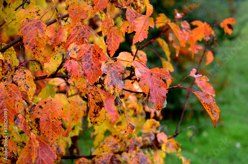 Fiery maple Tatar maple It is naturally a multi-stemmed shrub with a broadly funnel-shaped crown, but it is also grown as a tree with one trunk. The deciduous leaves are trifoliate, conspicuously  photo
