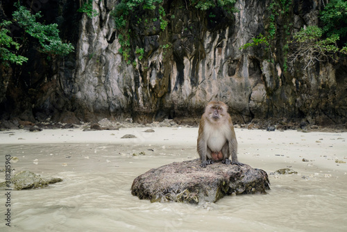 Photography Portrait monkey sitting and look at camera on reef rock  on the beach, Monkey is