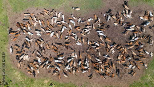 Aerial view of cows, View from Drone flight over pasture in countryside © Naypong Studio