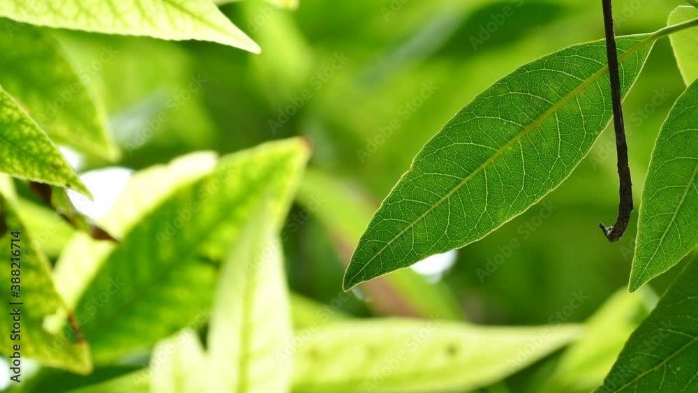 Close Up green leaf under sunlight in the garden. Natural background with copy space. Close Up green leaf under sunlight in the garden. Natural background with copy space.