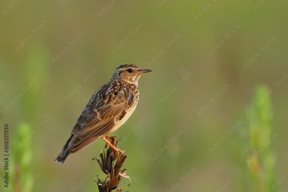 Woodlark or wood lark. Bird in spring. Lullula arborea Woodlark or wood lark. Bird in spring. Lullula arborea