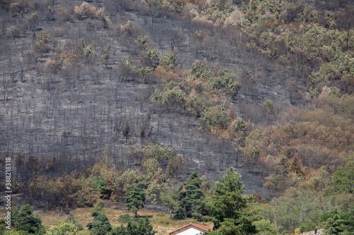 Après un feu de forêt