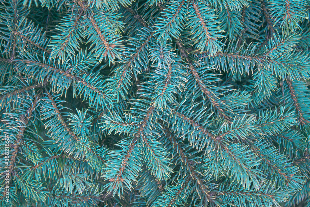 Blue spruce background. branches of blue spruce close-up
