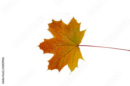 Yellow Orange colored leaf on transparent background