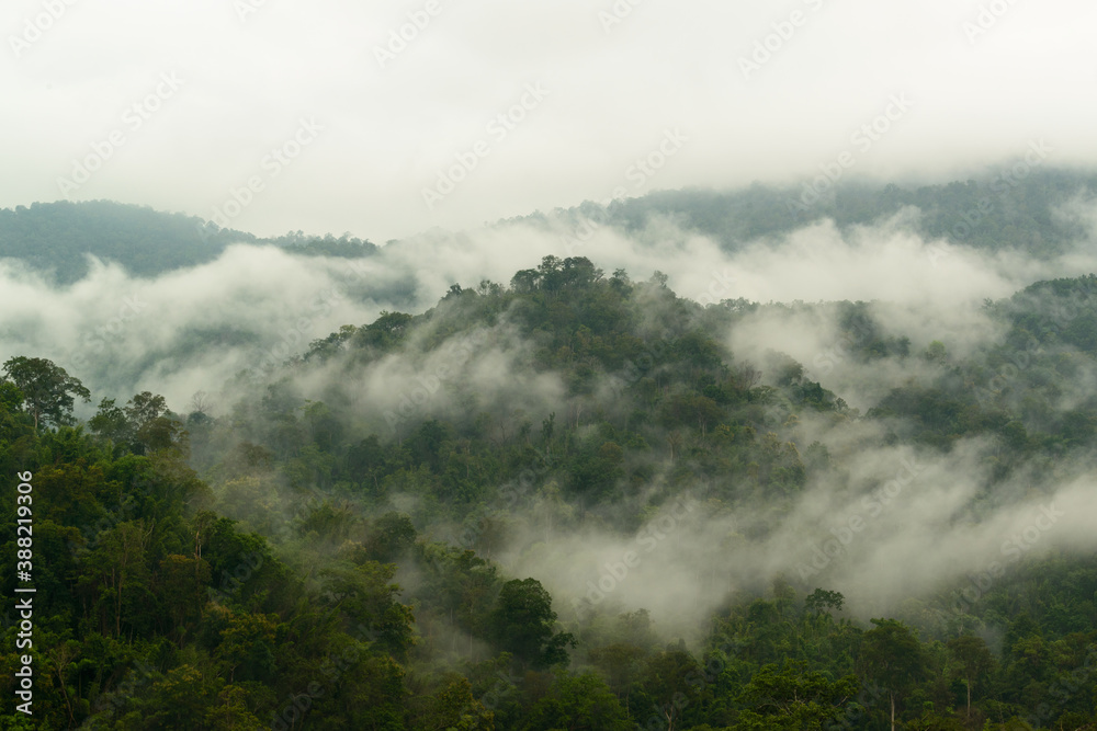 Beautiful landscape scenery of the sea of fog floating above the forest and the mountain when viewed from Pha Tang viewpoint,  Kamphaeng Phet, Thailand.