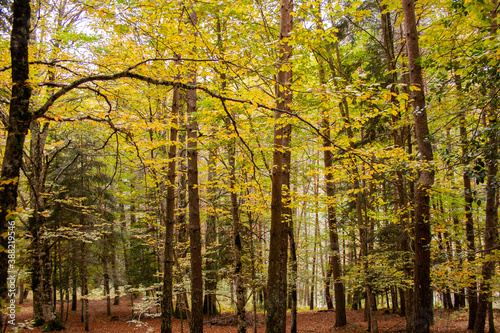 Forest with autumn colors in the Pyrenees, Spain. Deciduous trees with yellow leaves.