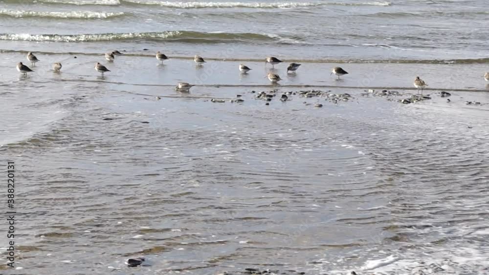 Group of migratory birds grey-feathered Dunlin of snipe family, feeding on shallow water of sea coast on insects washed by foam, grass and algae against background of foaming waves rolling on shore. Group of migratory birds grey-feathered Dunlin of snipe family, feeding on shallow water of sea coast on insects washed by foam, grass and algae against background of foaming waves rolling on shore.