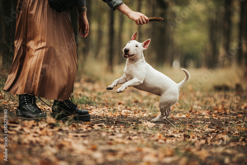 Schilderij op canvas Happy dog jumping with owner white bullterrier