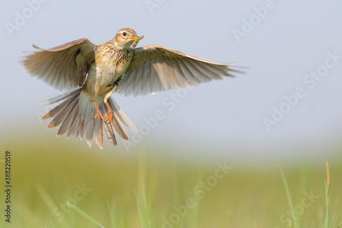 Eurasian skylark. Bird in flight. Flying bird in sky. Alauda arvensis