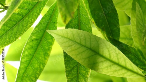 Close Up green leaf under sunlight in the garden. Natural background with copy space.