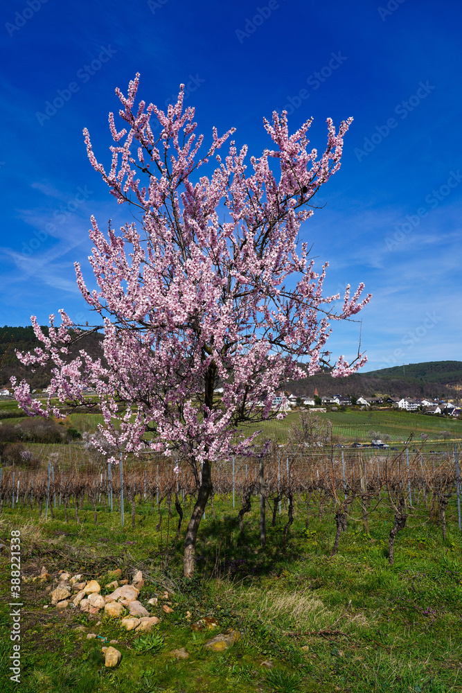 Almond trees, Prunus dulcis blooming, southern wine street, Gimmeldingen Germany Almond trees, Prunus dulcis blooming, southern wine street, Gimmeldingen Germany
