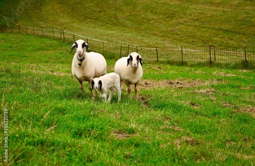 Family of sheep grazing in the meadow. 
