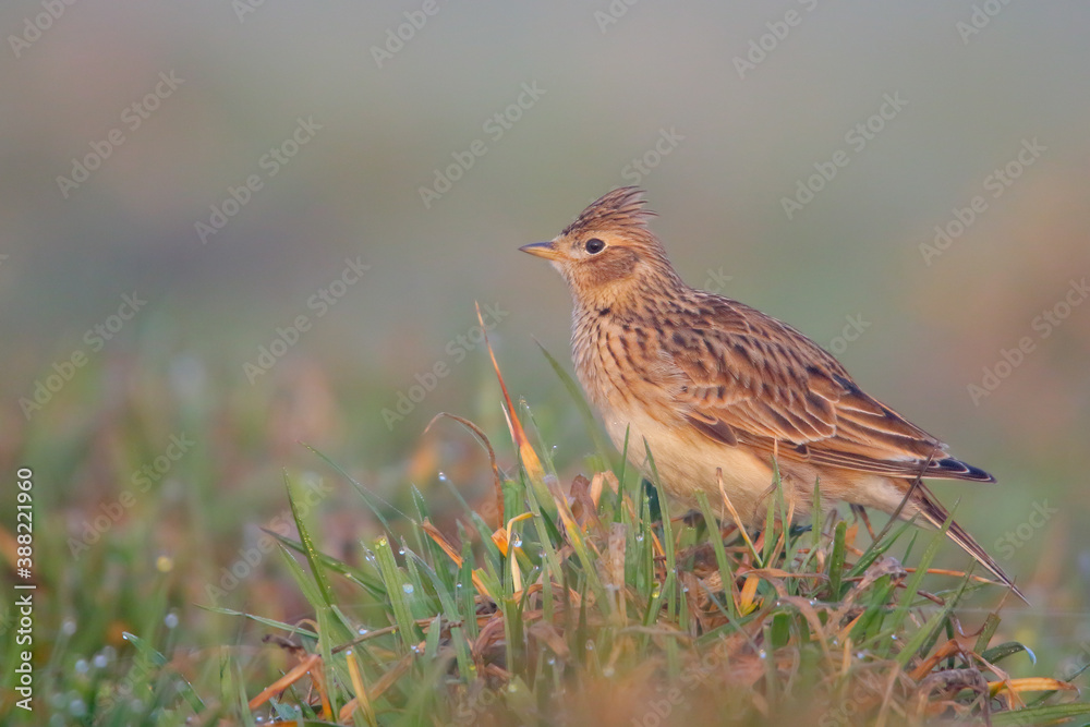 Eurasian skylark. Bird in spring. Alauda arvensis Eurasian skylark. Bird in spring. Alauda arvensis