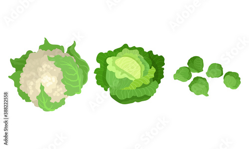 Green Vegetables with Cauliflower and Brussels Sprout Vector Set