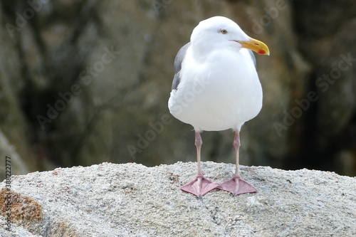 Seagull