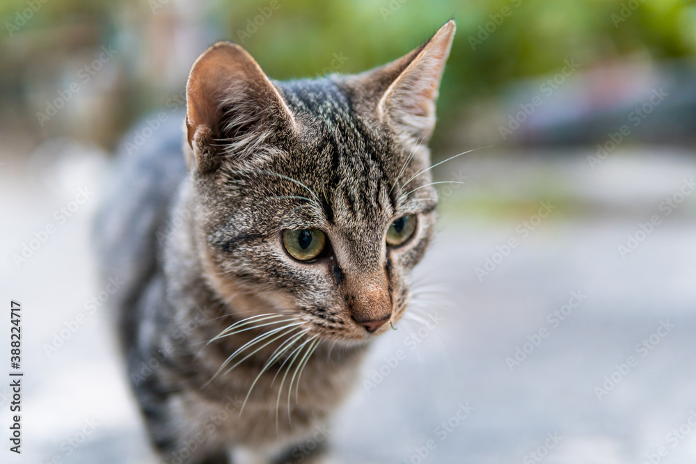 Cute and beautiful street cats with pretty eyes, kitten, hungry and scared, in a playful mood
