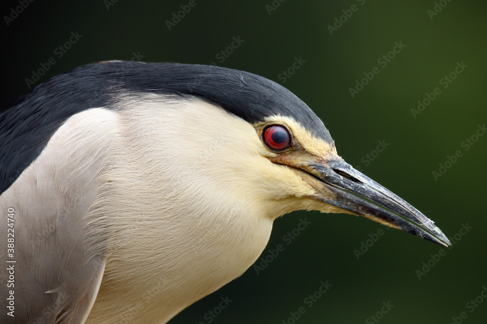 The black-crowned night heron (Nycticorax nycticorax), portrait. Portrait of a night heron with a dark background.