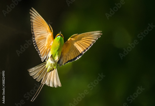 Little Green bee-eater Flying on the green background