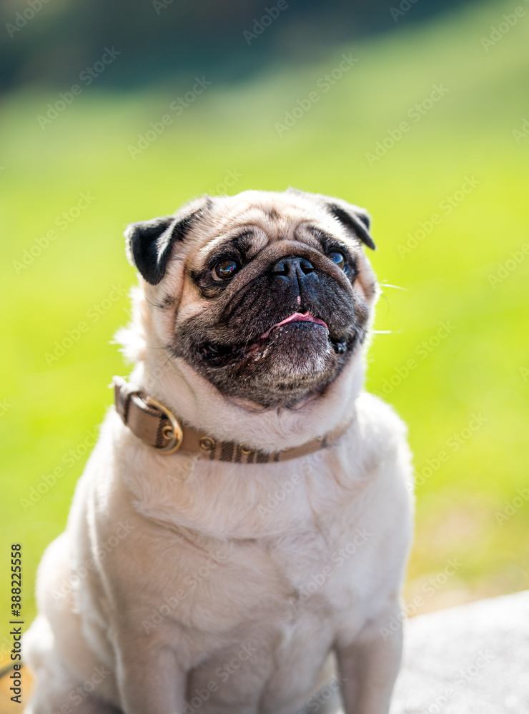 portrait of a cute pug