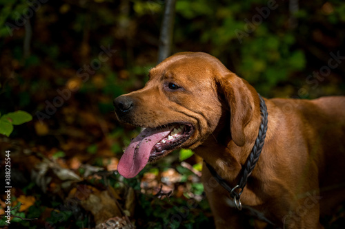 portrait of a brown labrador in autumn forest