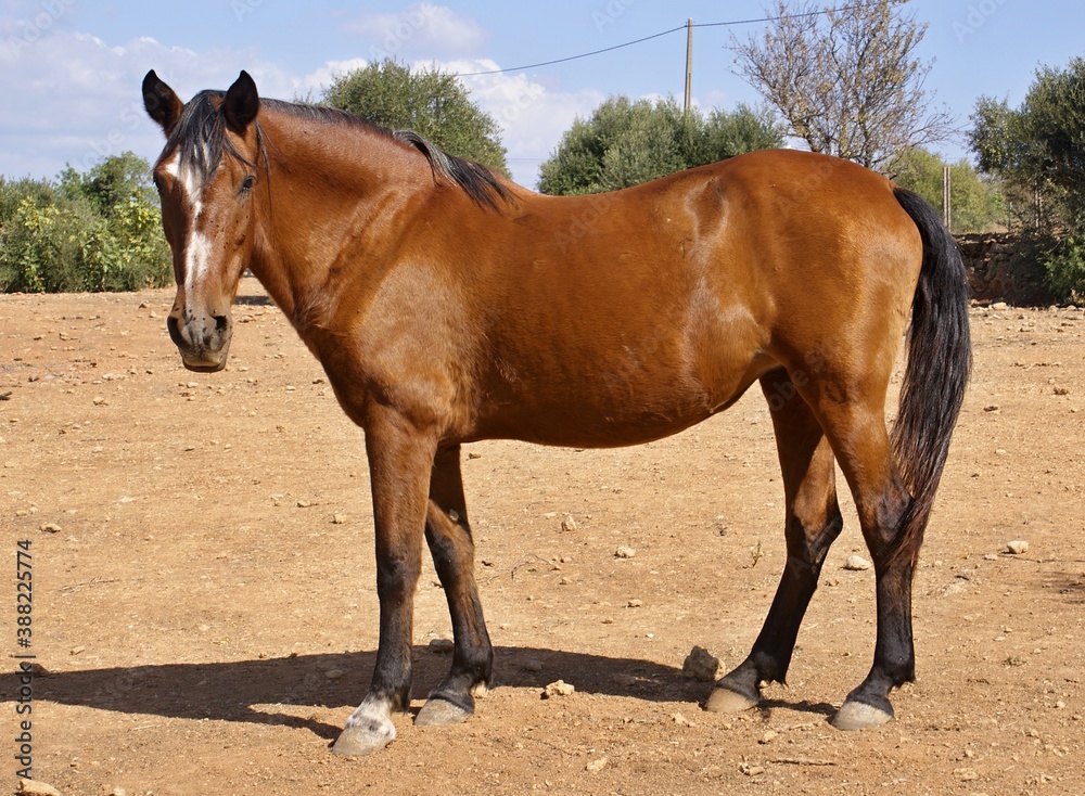 Brown thoroughbred horse in a paddock Brown thoroughbred horse in a paddock
