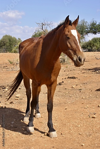 Brown thoroughbred horse in a paddock
