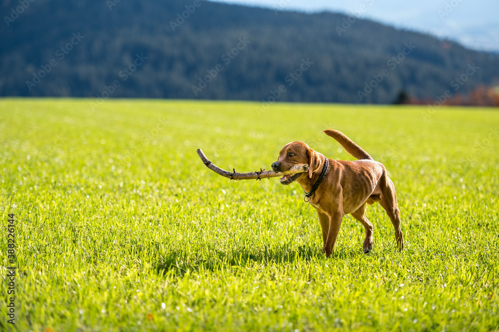 beautiful young brown labrador retriever running and playing with stick in his mouth