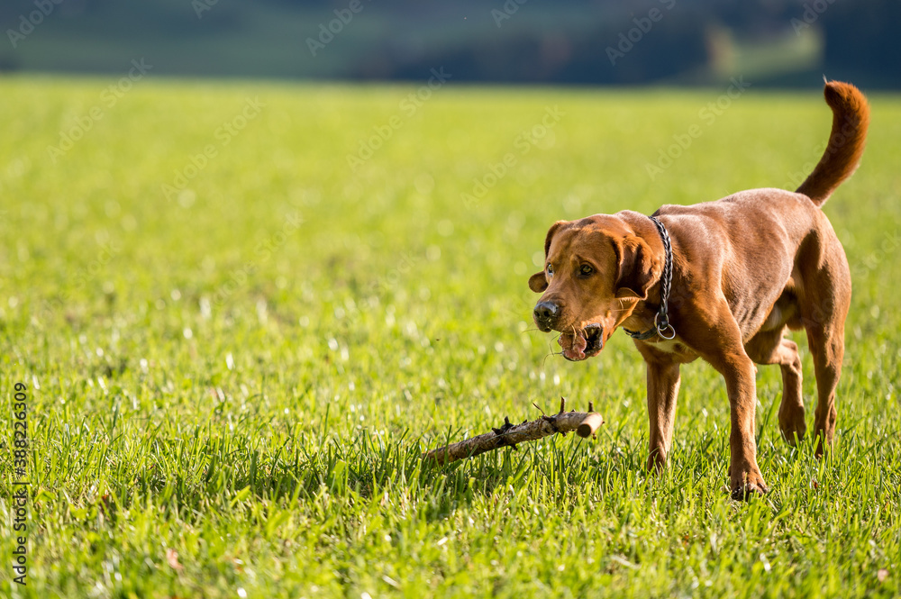 brown labrador retriever running and playing with stick in green field