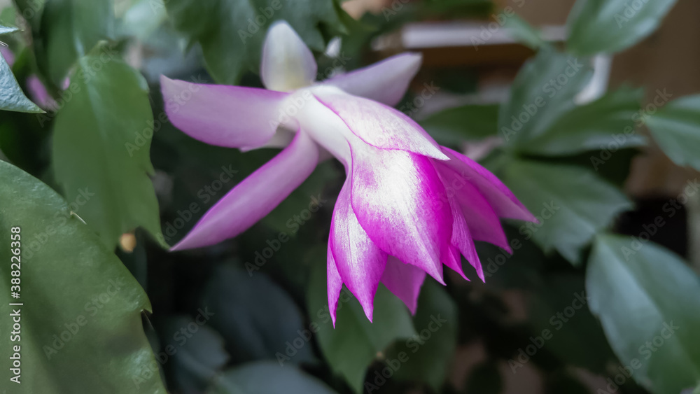 Fototapeta premium Christmas cactus (flower)