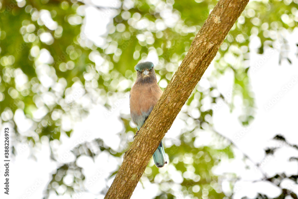 Indochinese roller on tree in forest. Indochinese roller on tree in forest.