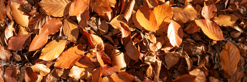 Leaves of the beech tree on the forest floor. Autumnal panorama background