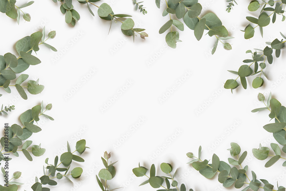 Green leaves of eucalyptus branches on a white background. Green leaves of eucalyptus branches on a white background.