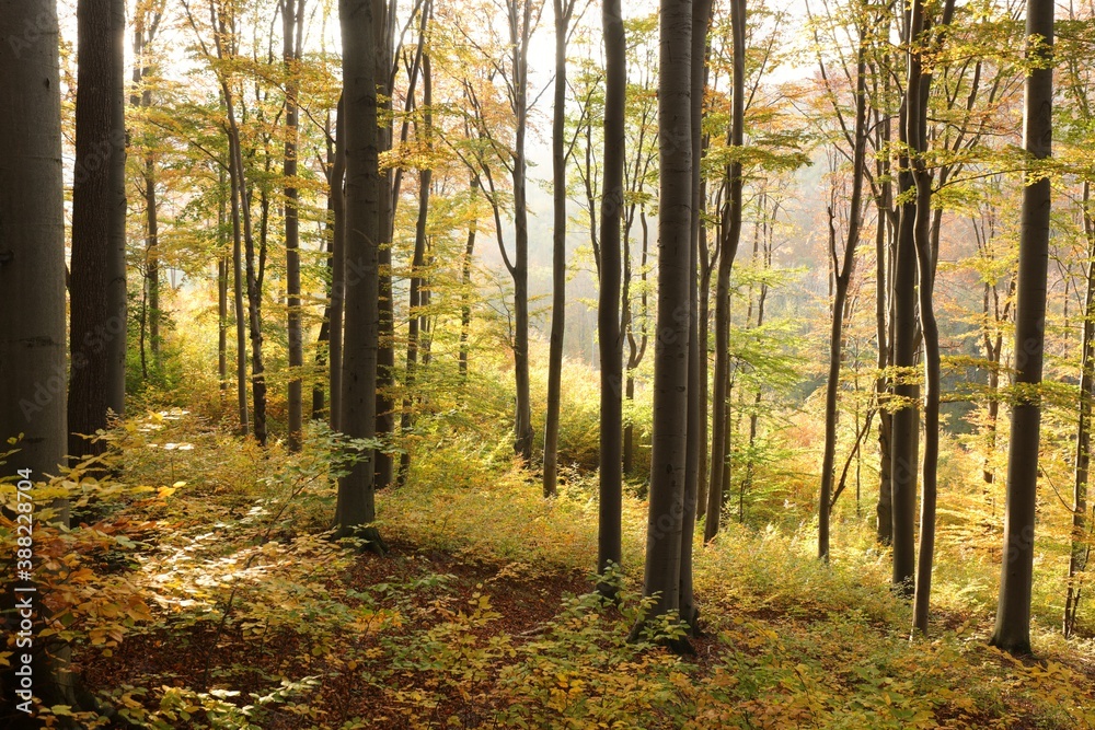 Autumn beech forest located on the mountain slope illuminated by the late sun