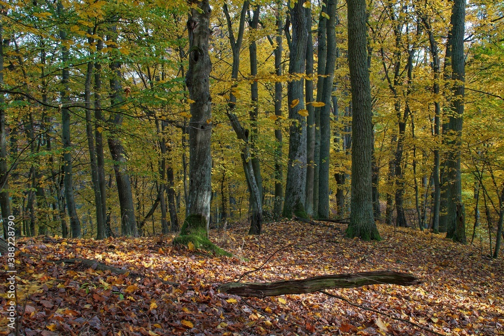 view of a deciduous forest in Poland in autumn view of a deciduous forest in Poland in autumn