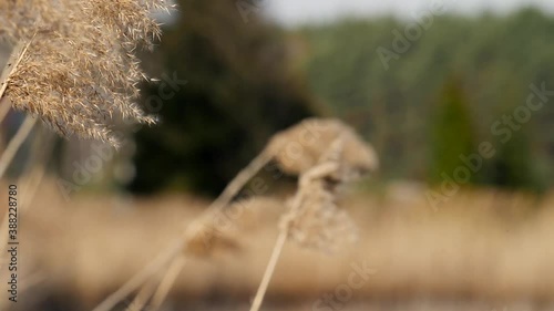 brown grass in the field with blurred background