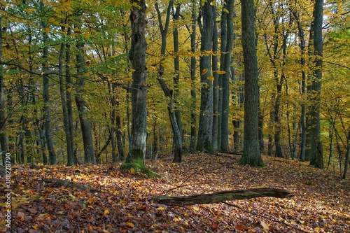 view of a deciduous forest in Poland in autumn