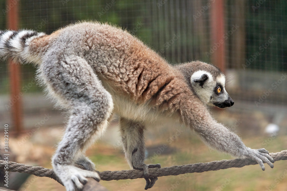 Obraz premium Lemur primate sits on a rope, close up